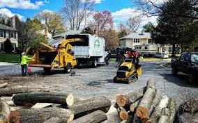 Best Tree Preservation Services  in Surrey, ND