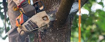 Best Emergency Tree Removal  in Surrey, ND