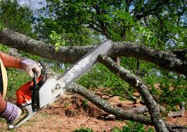 Best Arborist Consultation Services  in Surrey, ND