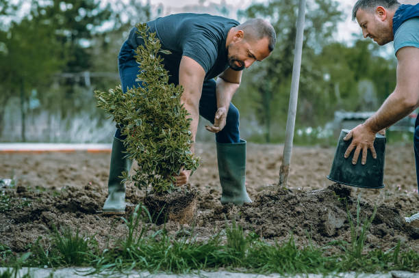 Best Tree Removal  in Surrey, ND