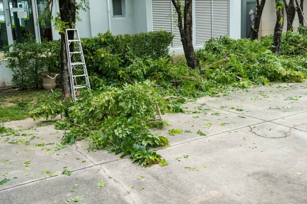 Best Hazardous Tree Removal  in Surrey, ND