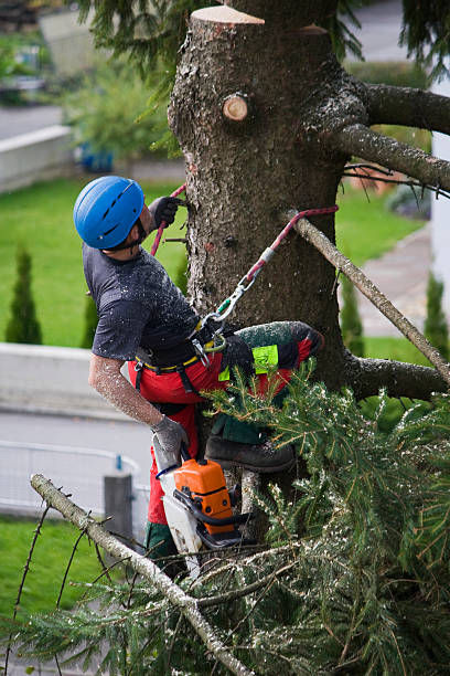 Best Utility Line Clearance  in Surrey, ND