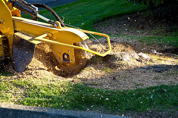 Best Stump Grinding and Removal  in Surrey, ND